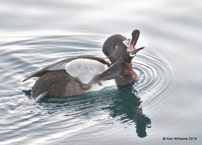 Ring-necked Duck male, Gilbert Water Ranch, AZ, 2-5-18, Jta_58848.jpg