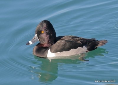 Ring-necked Duck male, Gilbert Water Ranch, AZ, 2-6-18, Jta_58904.jpg