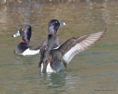 Ring-necked Duck male, Gilbert Water Ranch, AZ, 2-7-18, Jta_60002.jpg