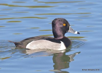 Ring-necked Duck male, Gilbert Water Ranch, AZ, 2-7-18, Jta_60026.jpg