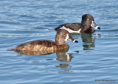 Ring-necked Duck pair, Gilbert Water Ranch, AZ, 2-6-18, Jta_58920.jpg