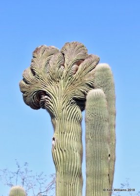 Saguaro Cactus with crested top, Desert Botanical Garden, Phoenix, AZ, 2-5-18, Jta_58434.jpg