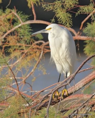 Snowy Egret, Gilbert Water Ranch, AZ, 2-5-18, Jta_58720.jpg