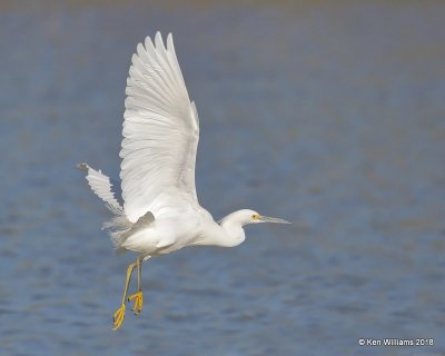 Snowy Egret, Gilbert Water Ranch, AZ, 2-7-18, Jta_59909.jpg