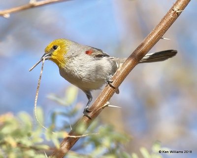 Verdin, Gilbert Water Ranch, AZ, 2-7-18, Jta_59834.jpg