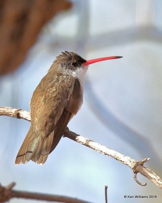 Violet-crowned Hummingbird  adult, Paton Center, Patagonia, AZ, 2-11-18 , Jta_63854.jpg