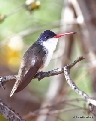 Violet-crowned Hummingbird  adult, Paton Center, Patagonia, AZ, 2-11-18 , Jta_63909.jpg