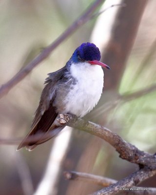 Violet-crowned Hummingbird  adult, Paton Center, Patagonia, AZ, 2-11-18 , Jta_63915.jpg