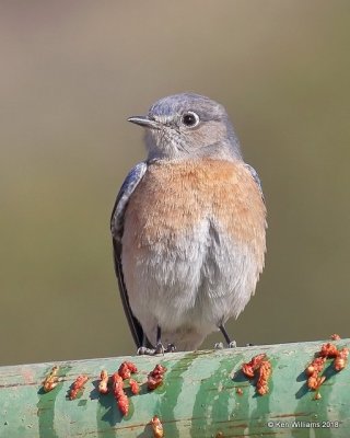 Western Bluebird female, Mt Ord, AZ, 2-6-18, Jta_59598.jpg