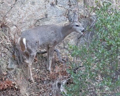 White-tailed Deer - Coues, Madera Canyon, AZ, 2-11-18, Jta_63059.jpg