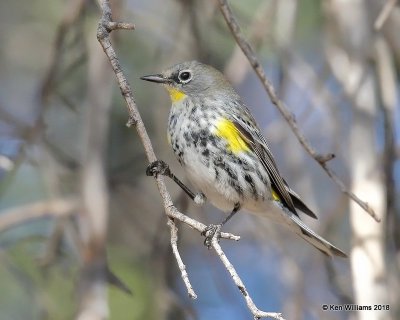 Yellow-rumped Warbler - Audubons, Ash Canyon B&B, AZ, 2-12-18, Jta_64184.jpg