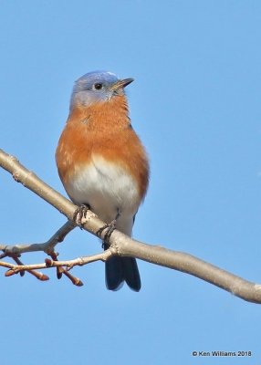 Eastern Bluebird male, Tulsa Co, OK, 2-26-18, Jta_20615.jpg