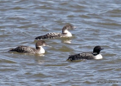 Common Loons, molting into breeding plumage, Lake Hefner, OK, 3-22-18, Jta_21250.jpg