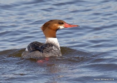 Common Merganser female, Lake Hefner, OK, 3-22-18, Jta_20803.jpg