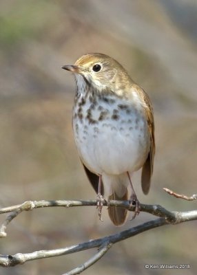 Hermit Thrush, Mohawk Park, OK, 5-21-18, Jta_20793.jpg