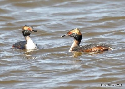 Horned Grebes, molting into breeding plumage, Lake Hefner, OK, 3-22-18, Jta_21221.jpg