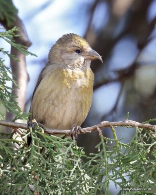 Red Crossbill female, Chitwood Park, Edmond, OK, 3-22-18, Jta_20886.jpg