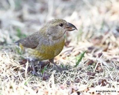 Red Crossbill female, Chitwood Park, Edmond, OK, 3-22-18, Jta_20991.jpg