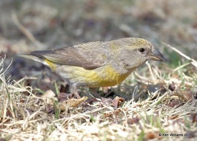 Red Crossbill female, Chitwood Park, Edmond, OK, 3-22-18, Jta_21006.jpg