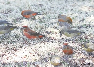 Red Crossbill male right & female, Chitwood Park, Edmond, OK, 3-22-18, Jta_20982.jpg