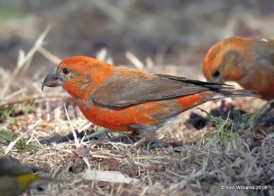 Red Crossbill male, Chitwood Park, Edmond, OK, 3-22-18, Jta_20934.jpg