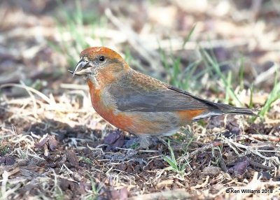 Red Crossbill male, Chitwood Park, Edmond, OK, 3-22-18, Jta_20941.jpg