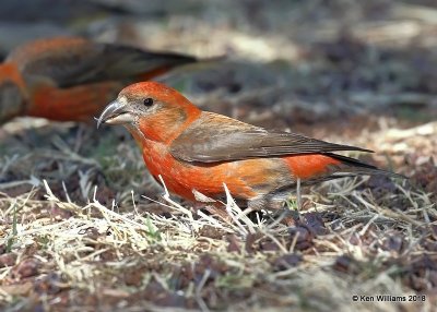 Red Crossbill male, Chitwood Park, Edmond, OK, 3-22-18, Jta_21014.jpg