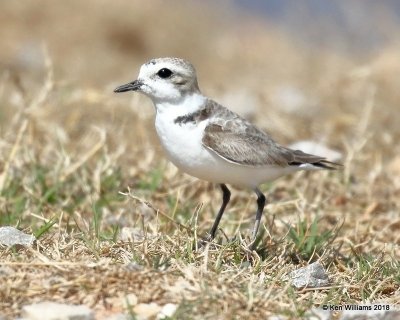 Snowy Plover, Lake Hefner, OK, 3-22-18, Jta_21109.jpg