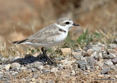 Snowy Plover, Lake Hefner, OK, 3-22-18, Jta_21184.jpg