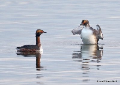 Eared Grebe, Lake Hefner, Oklahoma City, OK, 4-9-18, Jta_21332.jpg