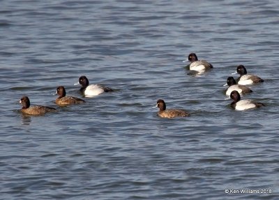 Lesser Scaup, Lake Hefner, Oklahoma City, OK, 4-9-18, Jta_21340.jpg