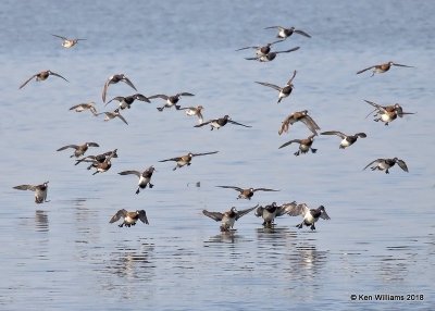 Lesser Scaup, Lake Hefner, Oklahoma City, OK, 4-9-18, Jta_21526.jpg