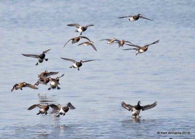 Lesser Scaup, Lake Hefner, Oklahoma City, OK, 4-9-18, Jta_21528.jpg