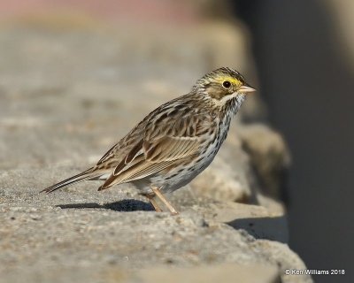 Savannah Sparrow, Lake Hefner, Oklahoma City, OK, 4-9-18, Jta_21483.jpg