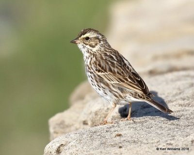 Savannah Sparrow, Lake Hefner, Oklahoma City, OK, 4-9-18, Jta_21491.jpg