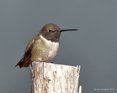 Black-chinned Hummingbird male, Carter Co, OK, 4-10-18, Jta_21649.jpg