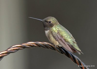 Black-chinned Hummingbird male, Carter Co, OK, 4-11-18, Jta_21682.jpg