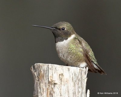 Black-chinned Hummingbird male, Carter Co, OK, 4-11-18, Jta_21687.jpg