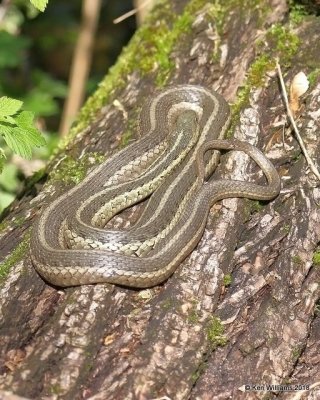Butler's Garter Snake, Thamnophis butleri, Magee Marsh, OH, 5-14-18, Jza_78550.jpg