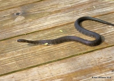 Common Watersnake, Nerodia sipedon sipedon, Magee Marsh, OH, 5-15-18, Jza_78807.jpg