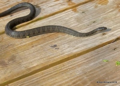 Common Watersnake, Nerodia sipedon sipedon, Magee Marsh, OH, 5-15-18, Jza_78809.jpg