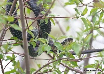 Eastern Ratsnake, Pantherophis alleghaniensis, Magee Marsh, OH, 5-15-18, Jza_79014.jpg