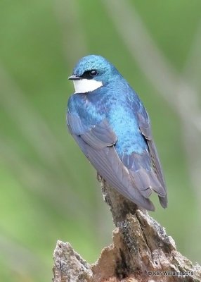 Tree Swallow, Magee Marsh, OH, 5-15-18, Jza_78974.jpg