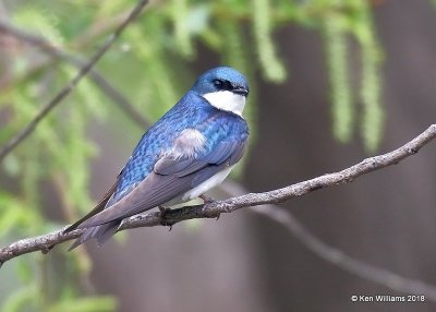 Tree Swallow, Magee Marsh, OH, 5-15-18, Jza_79029.jpg