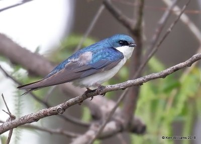 Tree Swallow, Magee Marsh, OH, 5-15-18, Jza_79044.jpg
