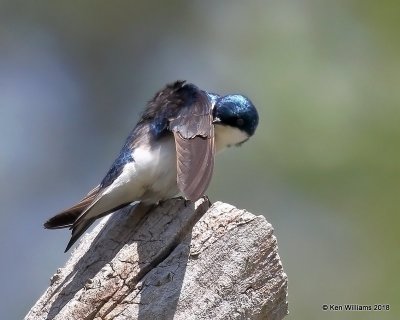 Tree Swallow, Magee Marsh, OH, 5-16-18, Jza_79715.jpg