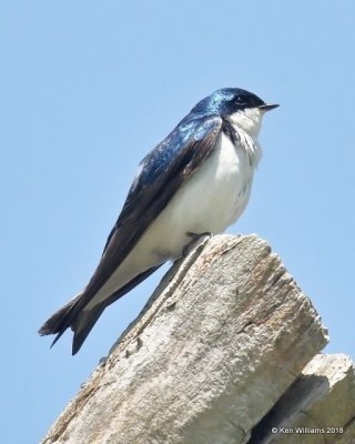 Tree Swallow, Magee Marsh, OH, 5-16-18, Jza_79734.jpg