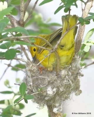 Yellow Warbler female building nest, Magee Marsh, OH, 5-16-18, Jza_79472.jpg