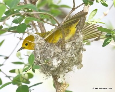 Yellow Warbler female building nest, Magee Marsh, OH, 5-16-18, Jza_79478.jpg
