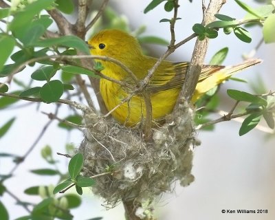 Yellow Warbler female building nest, Magee Marsh, OH, 5-16-18, Jza_79481.jpg